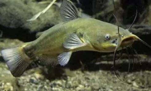 鲶鱼和黄颡鱼有什么区别_养鱼