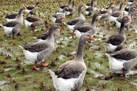 郎德鹅怎么区分公母_养鹅