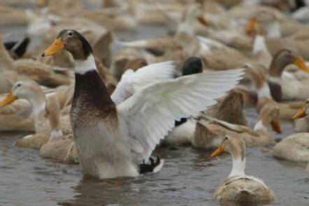 临武鸭是哪里的特产_养鸭