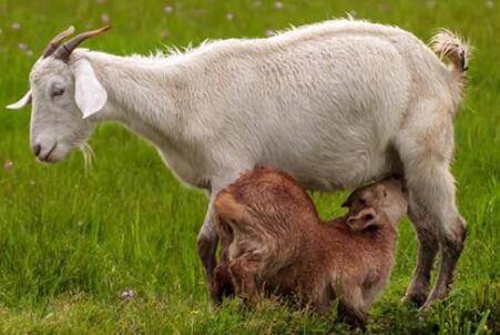 母羊下单羔怎么办?_养羊
