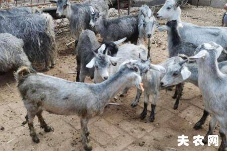 �򶻲��ٴ�֢״�����η���_����