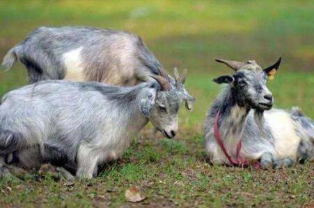 ��������������η���_����