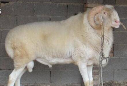 小尾寒羊五大常见疾病症状与防治方法_养羊