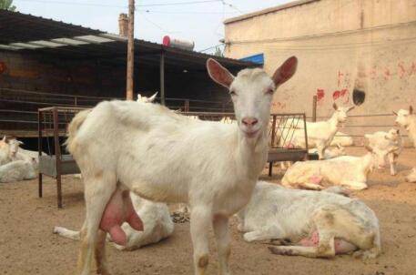 母羊爱打架怎么治?_养羊