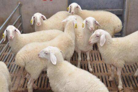 北方可以养湖羊吗?_养羊