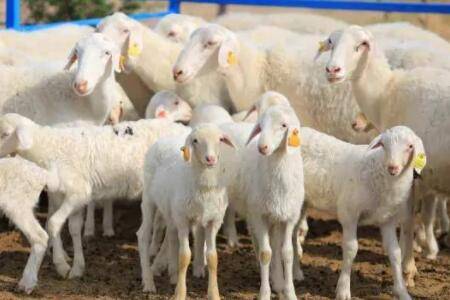 湖羊一年剪几次羊毛?_养羊