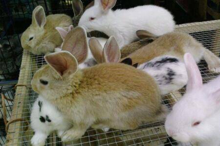 獭兔和肉兔有什么区别_养兔
