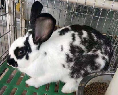 兔子品种之花巨兔,体型粗短的杂交兔种_养兔