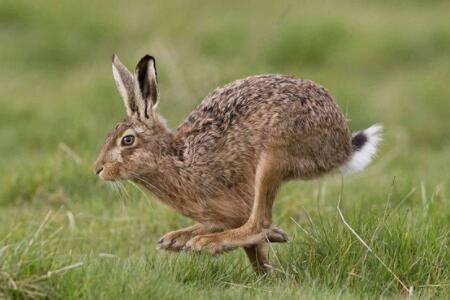 兔子品种之比利时兔,头部如马头(俗称“马兔”)_养兔