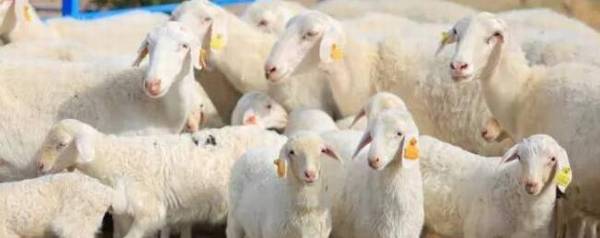 喂50只湖羊母羊一年利润多少_养殖问答