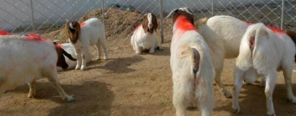 小尾寒羊和湖羊哪个好_养殖问答