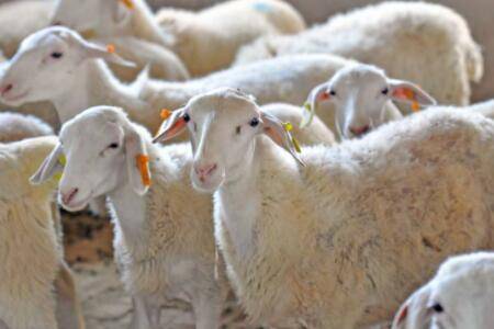 湖羊一胎产几只羊羔?_养羊