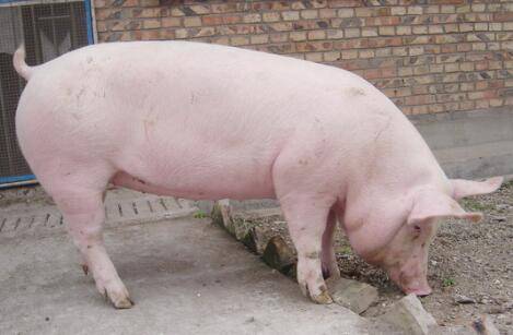 喂猪时熟料稀喂法的优缺点_养猪