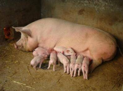母猪不吃食怎么办,用什么土方治?_养猪