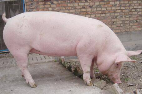 三元母猪和二元母猪有什么区别_养猪