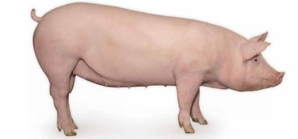 二元母猪是什么猪?_养殖问答