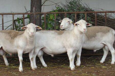 杜泊绵羊能人工冷配吗?_养羊