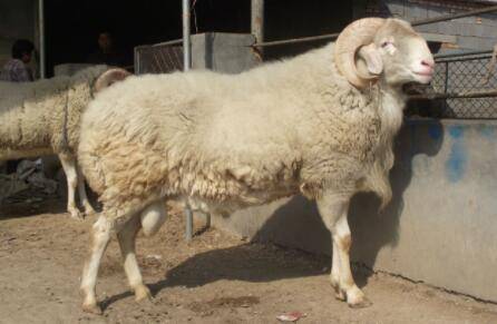 小尾寒羊掉羔怎么回事?_养羊