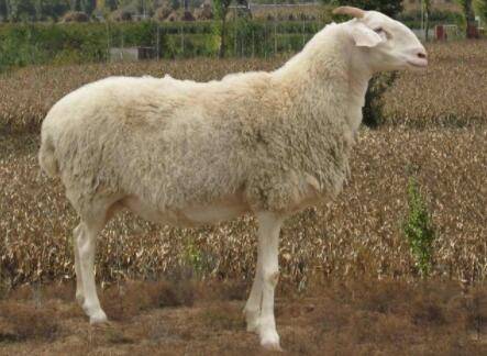 小尾寒羊多大开始交配?_养羊