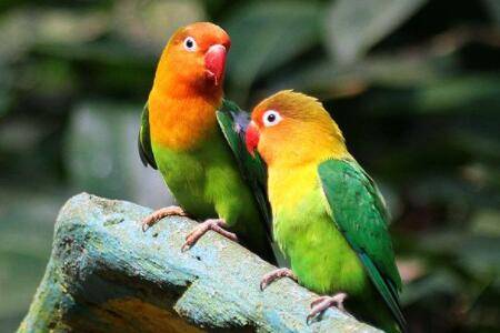 鹦鹉得了曲霉菌病怎么办?_养殖问答