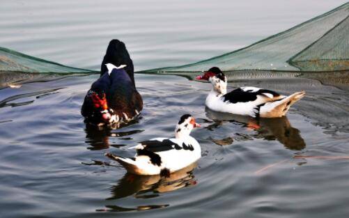 鸳鸯鸭图片大全_养鸭