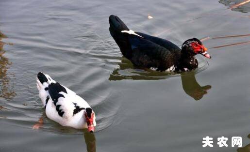 鸳鸯鸭图片大全_养鸭