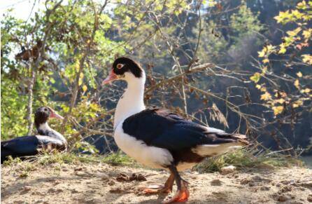 香醇雁什么时候下蛋?_养殖问答