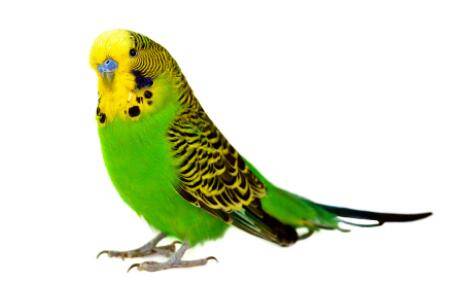 鹦鹉趴度是什么意思?_养殖问答