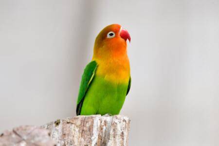 鹦鹉怕不怕黑?_养殖问答