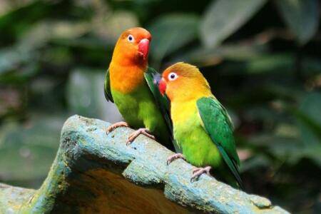 鹦鹉磨牙什么原因?_养殖问答