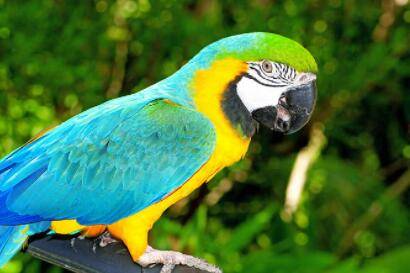 鹦鹉无公鸟会不会下蛋?_养殖问答