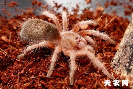 ��õ��֩����ô��ι��_��ֳ�ʴ�