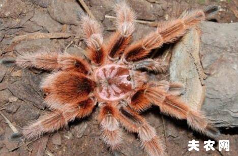 ��õ��֩�������೤_��ֳ�ʴ�