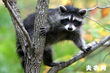 果子狸一年能长多大_养殖问答