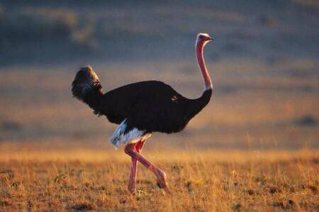 鸵鸟怎么区分公母?_养殖问答