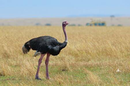 ����������ʺʲôԭ��_��ֳ�ʴ�