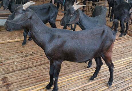 Ŭ���Ǻ�ɽ���¡�ֺ�ɽ����ʲô����_����