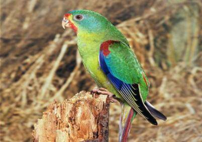 鹦鹉能不能吃腰果?_养殖问答