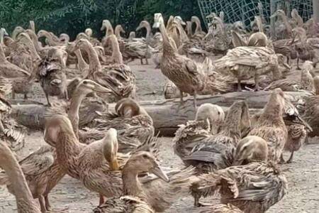 蛋鸭过肥怎么办?_养鸭