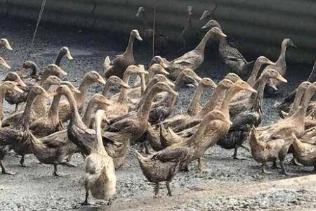 蛋鸭料蛋比一般为多少_养鸭