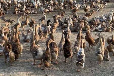 蛋鸭开产的症状有哪些_养鸭