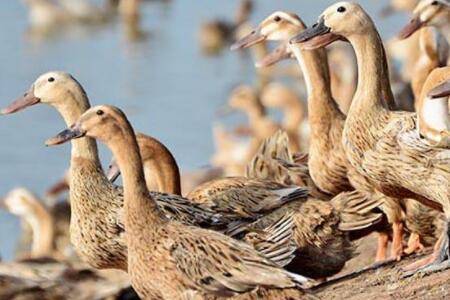 蛋鸭怕不怕雨淋?_养鸭