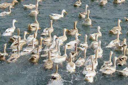 蛋鸭蛋壳薄是什么原因_养鸭