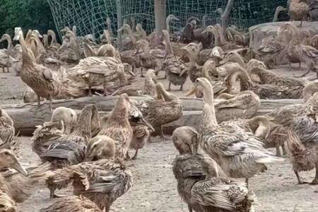 蛋鸭能喂酒糟吗?_养鸭