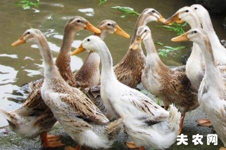 蛋鸭掉大毛什么原因?_养鸭