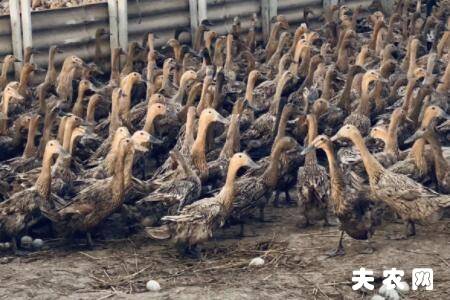 蛋鸭在什么时候换羽?_养鸭