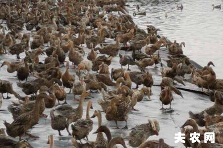 蛋鸭喂什么饲料_养鸭