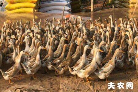 蛋鸭喂玉米时要喂多少_养鸭