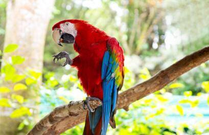 ���ĸ�ſ��ſ��ʲô��˼_��ֳ�ʴ�