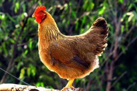 清远鸡是什么鸡?_养鸡